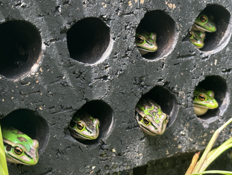 Green and golden bell frogs enjoying the brick saunas within greenhouse enclosures to help beat the Bd fungus. Photo credit: Anthony Waddle