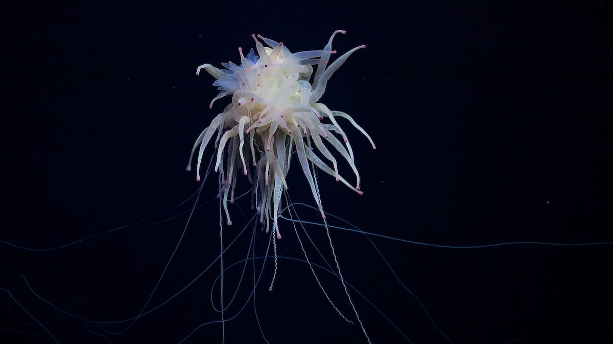 A rarely seen Bathyphysa conifera, commonly known as flying spaghetti monster. Source: ROV SuBastian / Schmidt Ocean Institute