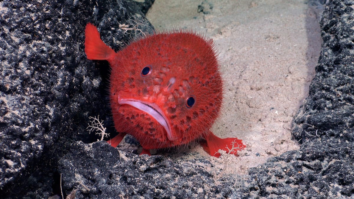 A Chaunacops coloratus, commonly known as a sea toad. Source: ROV SuBastian / Schmidt Ocean Institute