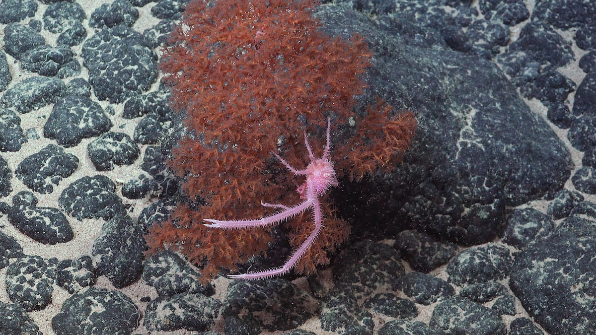 A squat lobster in genus Sternostylus thought to be newly identified species. Source: ROV SuBastian / Schmidt Ocean Institute