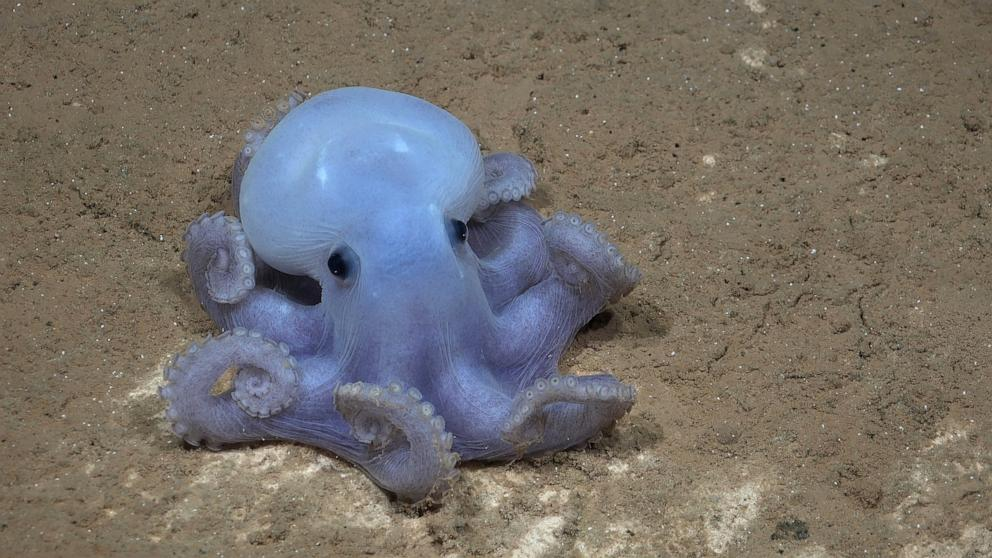 The Casper octopus: Credit: ROV SuBastian / Schmidt Ocean Institute