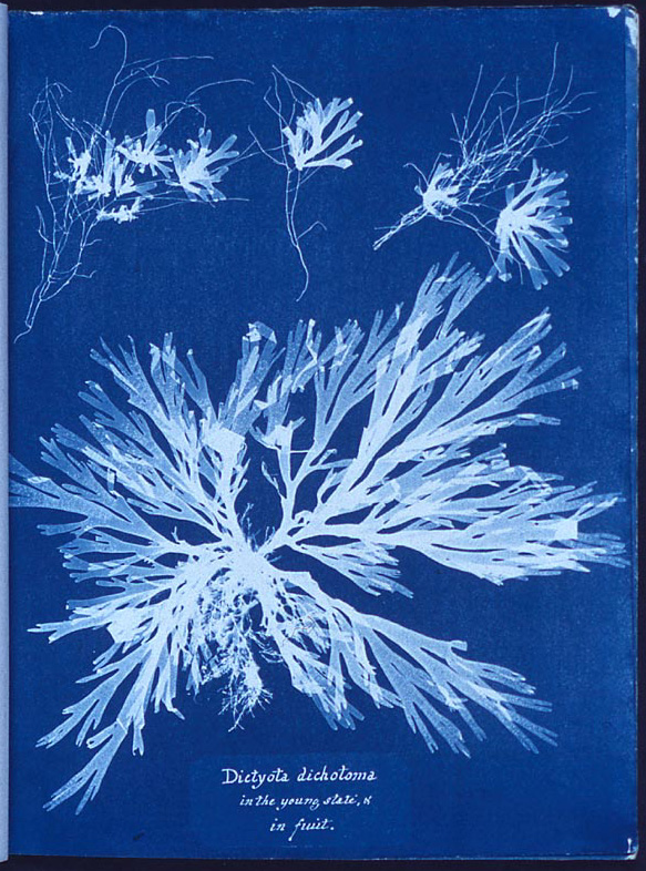 A photogram of Algae, made by Anna Atkins as part of her 1843 book, Photographs of British Algae: Cyanotype Impressions, the first book composed entirely of photographic images.