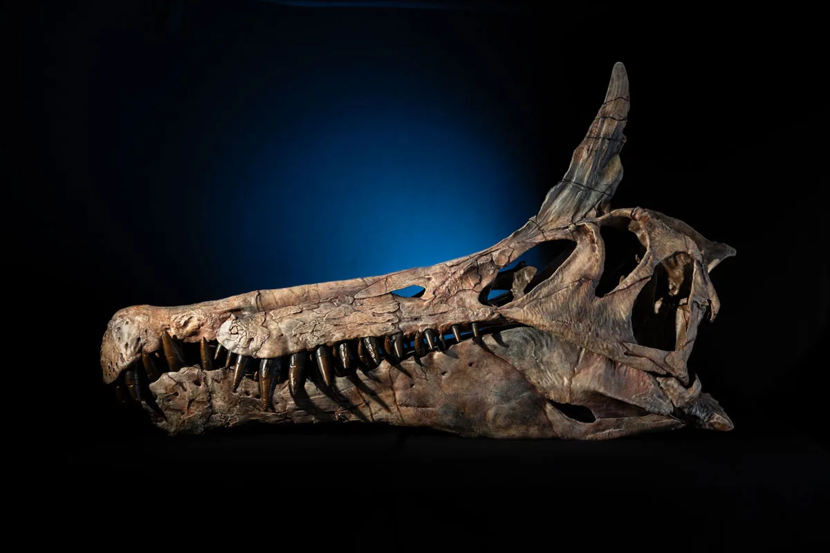 A side-profile of the Spinosaurus mirabilis skull, featuring a long jaw with spiney teeth and a large crest horn above the base of the skull.
