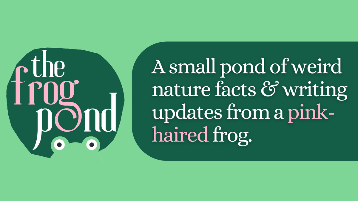 About The Frog Pond