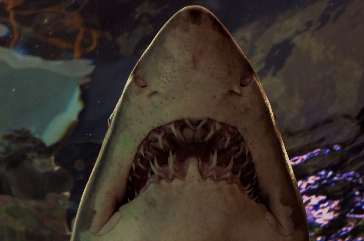 A close up photo of a shark's mouth, shot from beneath the shar at an aquarium.