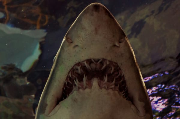 A close up photo of a shark's mouth, shot from beneath the shar at an aquarium.